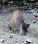 Wildschweine